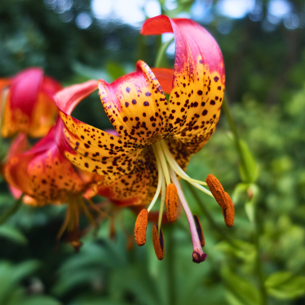 Close-up of an opened flower of a tiger lily with well visible pistils and stigma