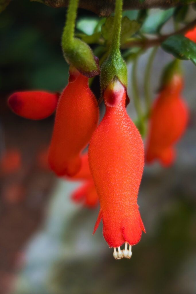 Close-up of hanging fuchsia