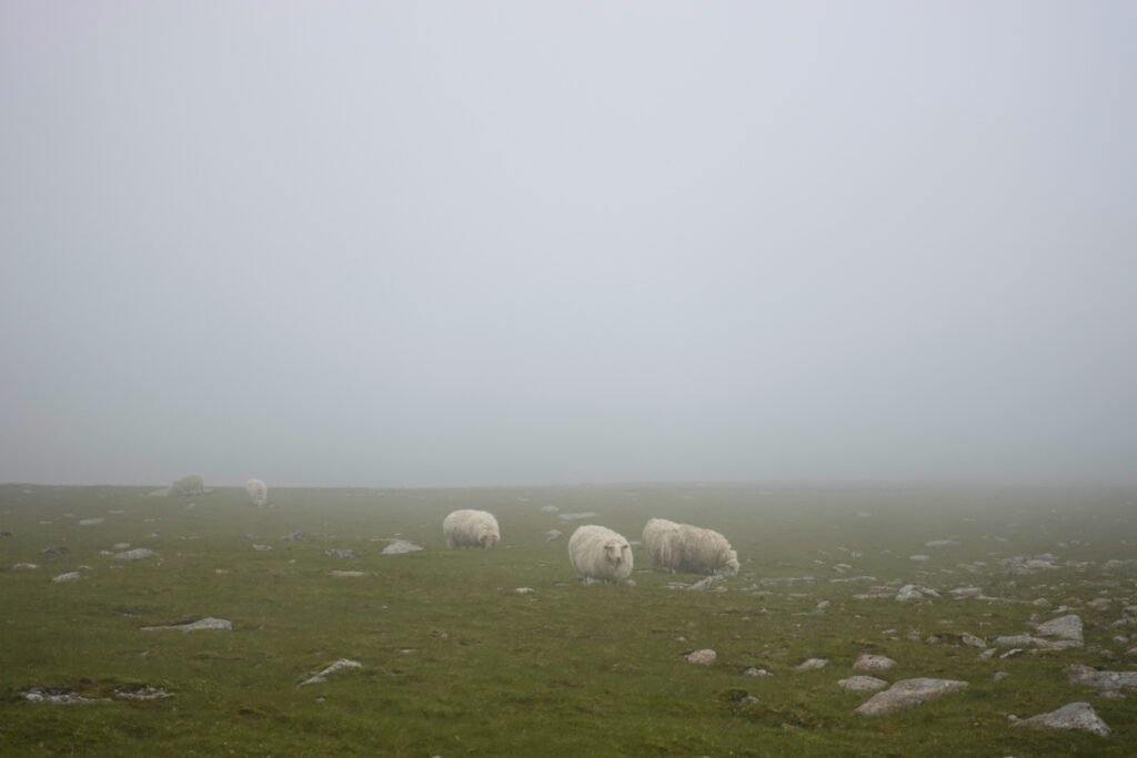 Sheep in fog